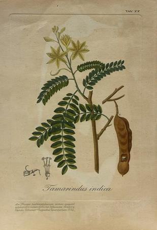 Art work by firma Illeggibile Tamarindus Indica  - print paper 